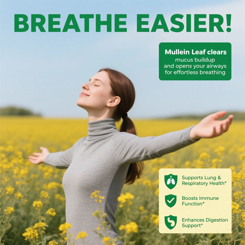 สารสกัดจากใบ Mullein คุณภาพสูงเพื่อปอด 2000mg กัมมี่ Mullein สำหรับปอด ดีท็อกซ์ระบบทางเดินหายใจ ระบบย่อยอาหาร และภูมิคุ้มกัน